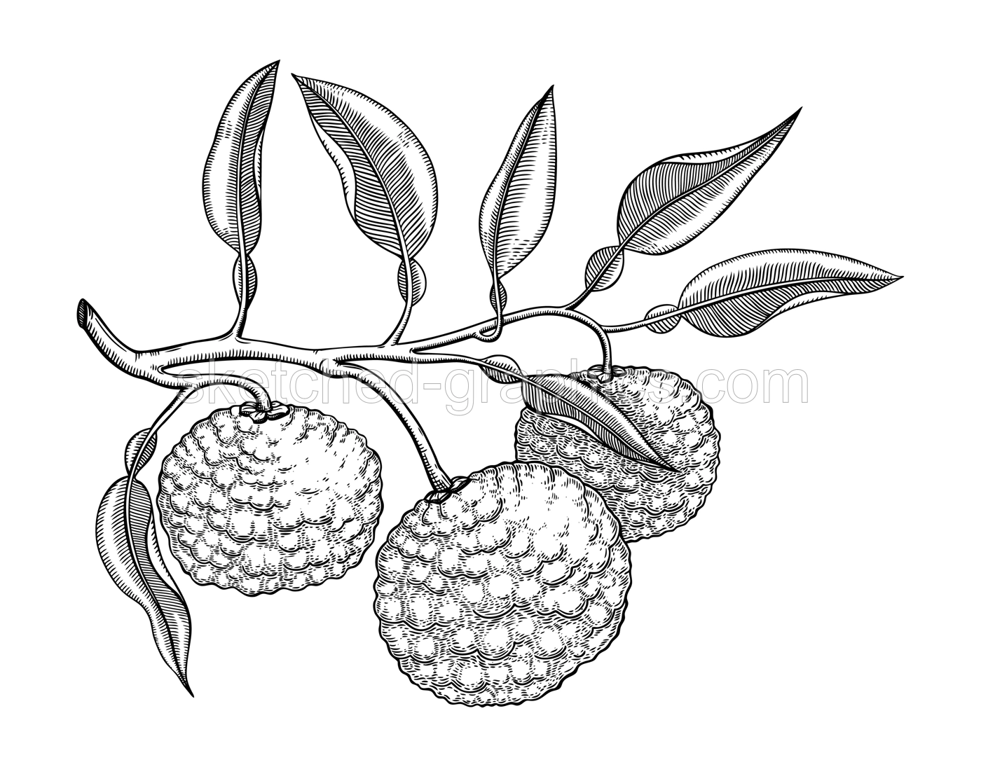 Hand drawn yuzu illustration. Monochrome vector fruit in engraving style. Sketched citrus plant with branches, fruit, and leaves isolated on white background. Ripe juicy food drawing Illustration